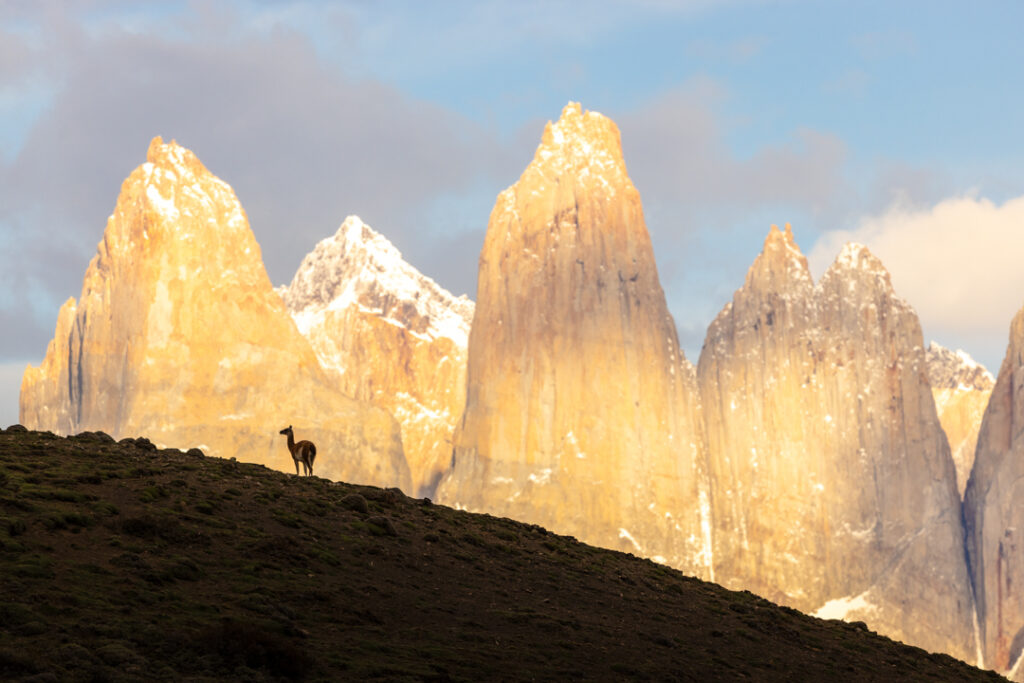Guanaco with the three torres