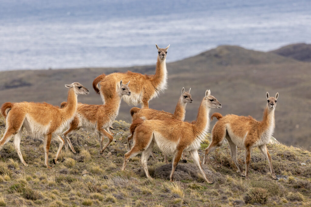 Guanacos in torres del paine
