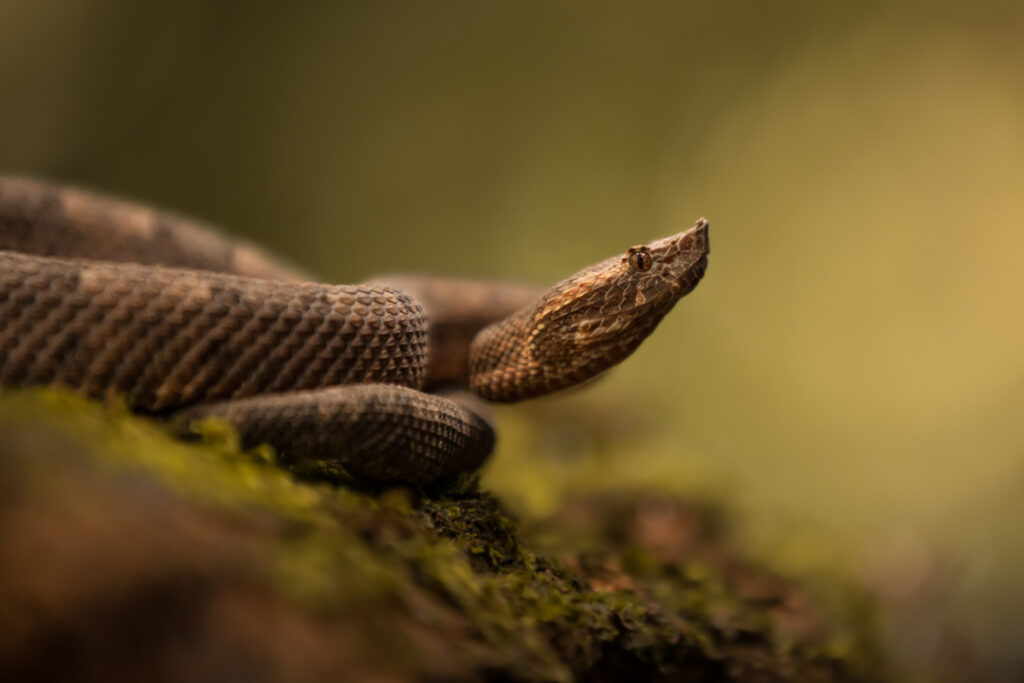 Hognosed pitviper
