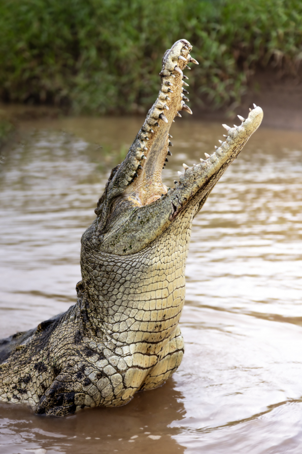 Hungry croc