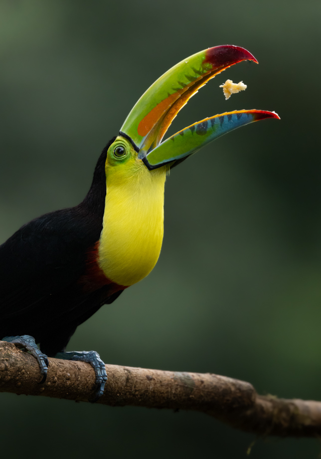 Hungry toucan