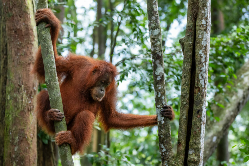 orangotango sumatra indonesia