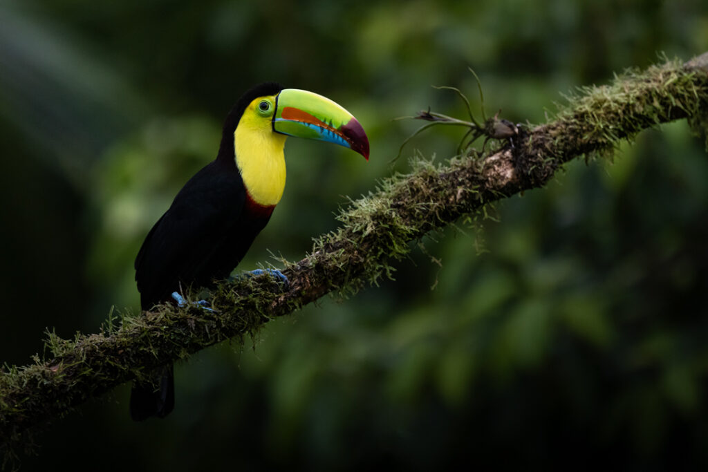 Keel billed toucan