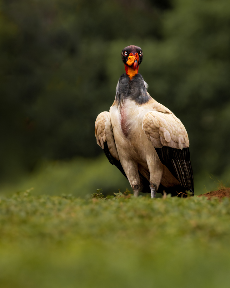 King vulture