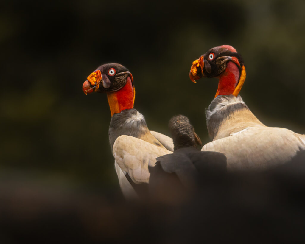 King vultures