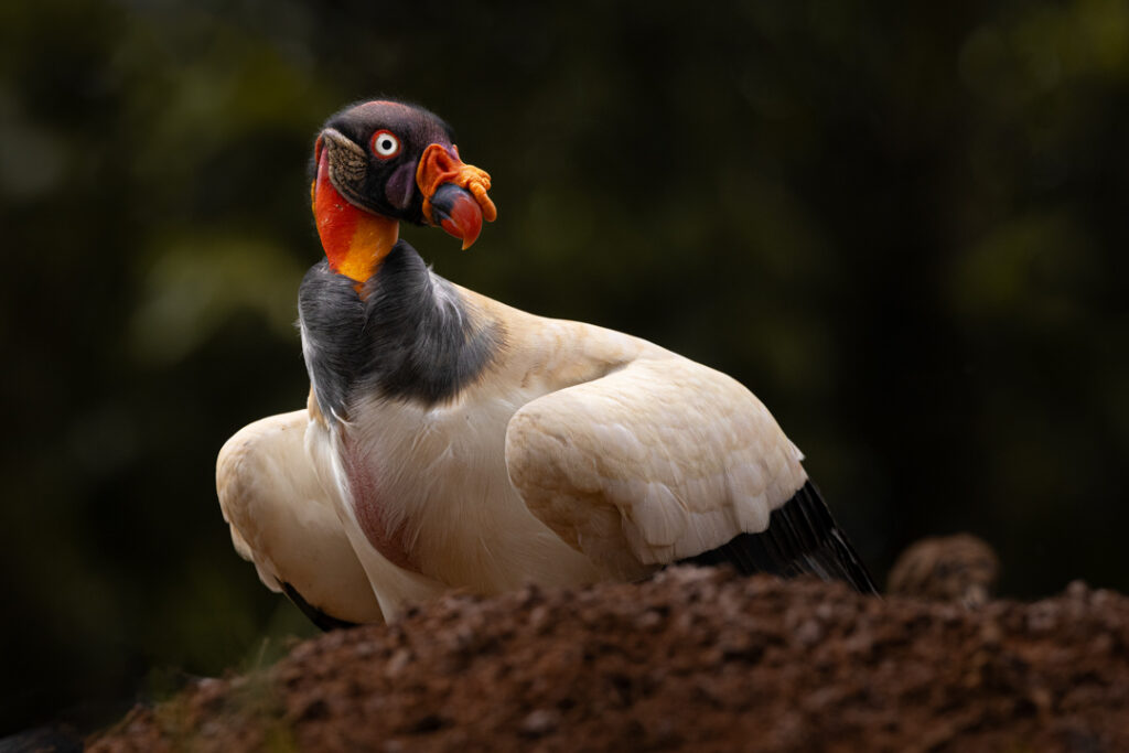 King vultures 2