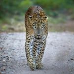 Kumana national park leopard