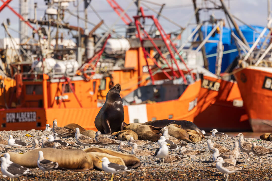 Foca e gabbiani nel porticciolo