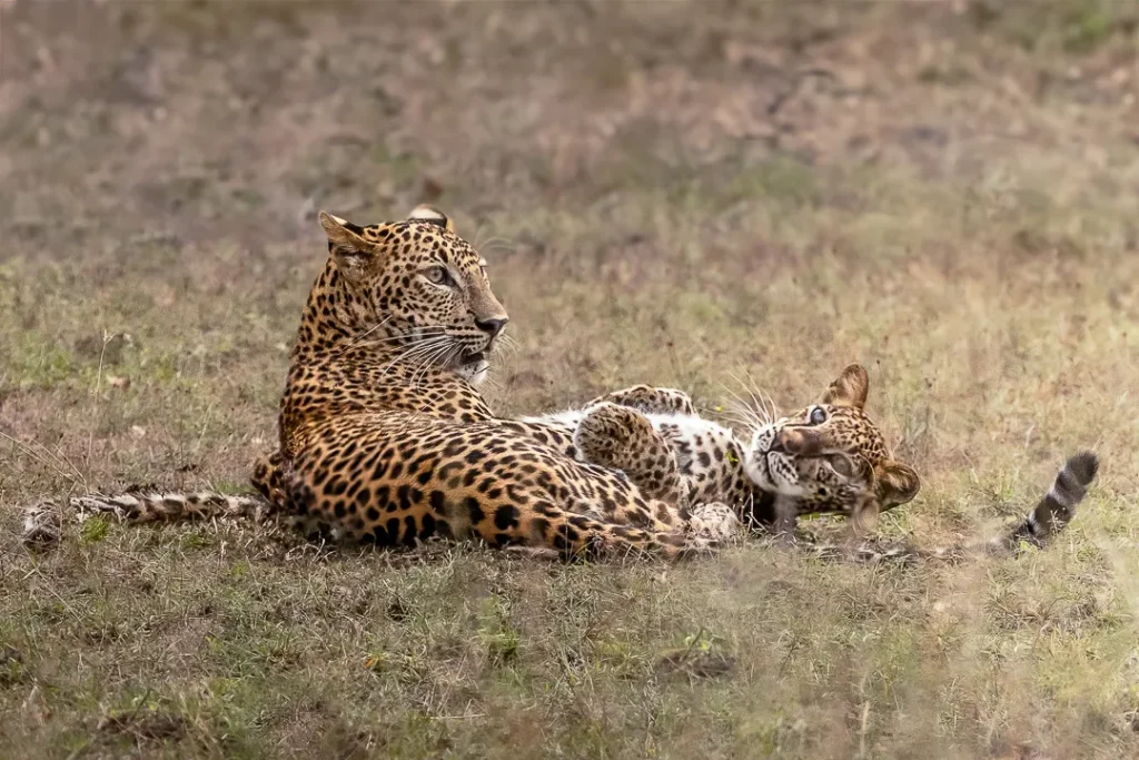 Leopardo sri lanka gioco