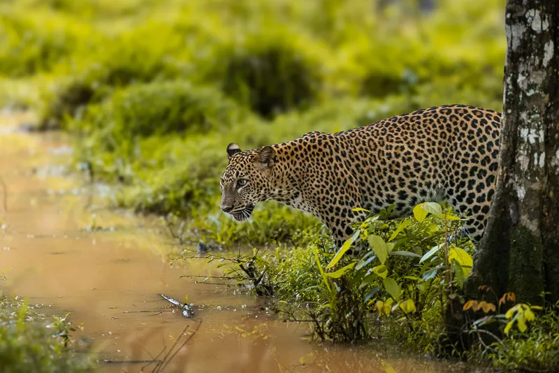 Leopardo sri lanka laterale vegetazione