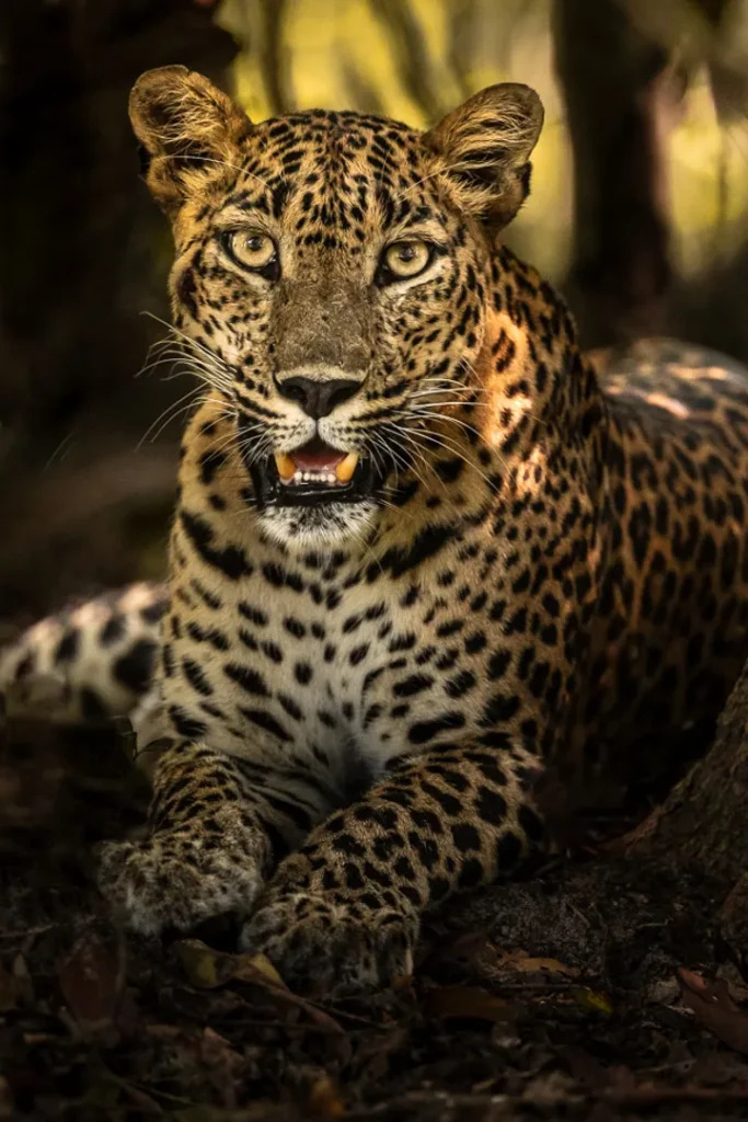 Leopardo sri lanka natura