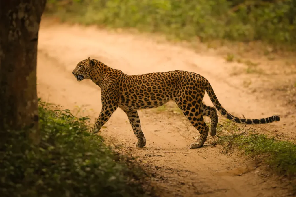 Leopardo sri lanka parco nazionale minneriya