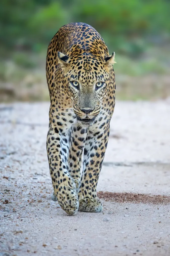 Leopardo sri lanka primo piano