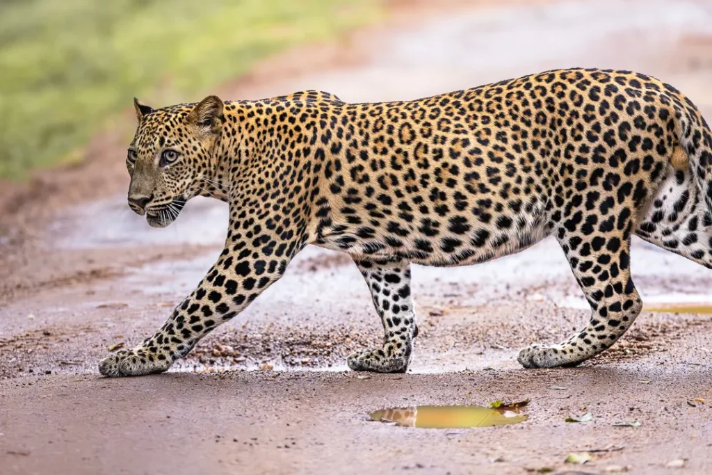Leopardo sri lanka strada