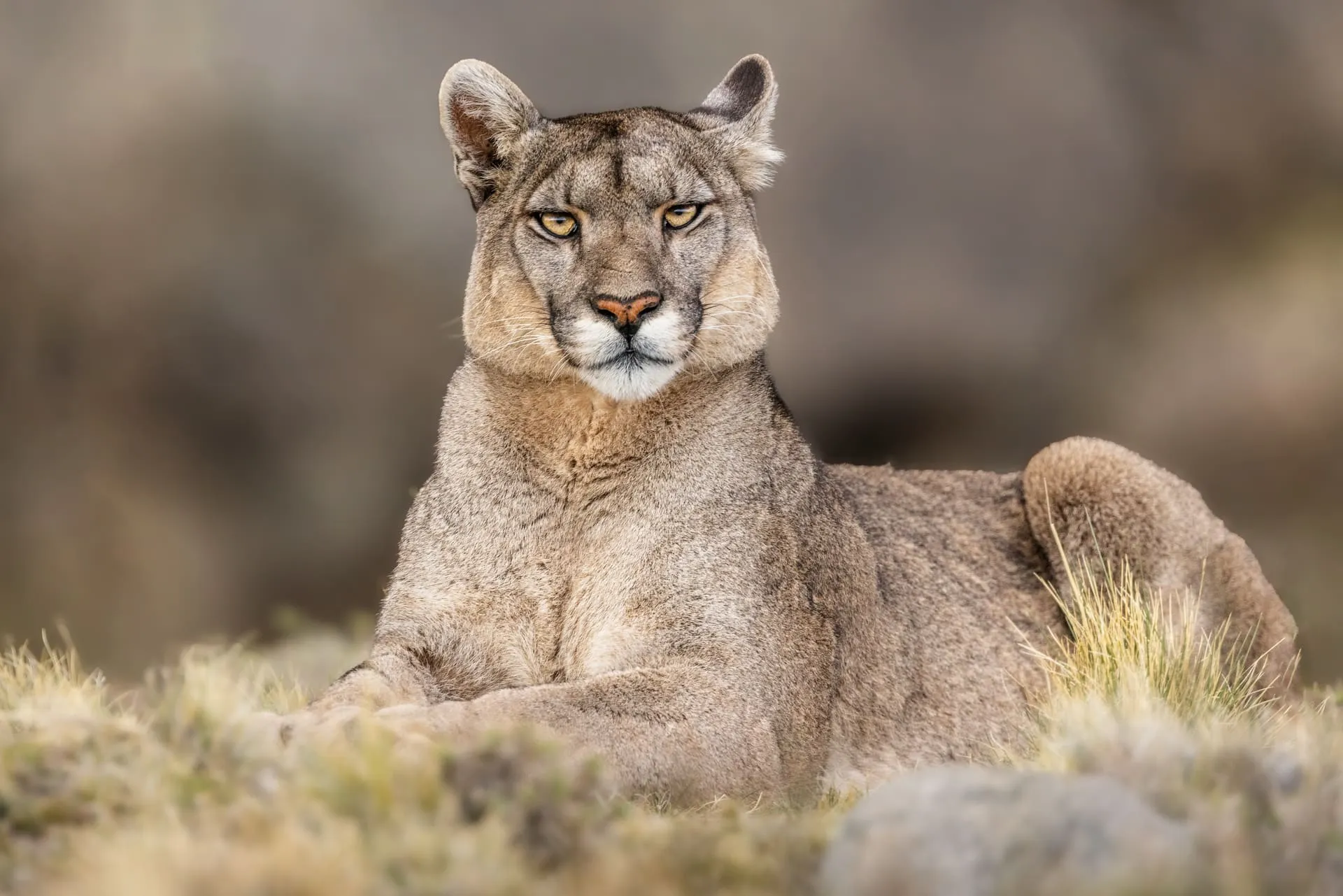 Limited Edition - Lo Sguardo del Puma