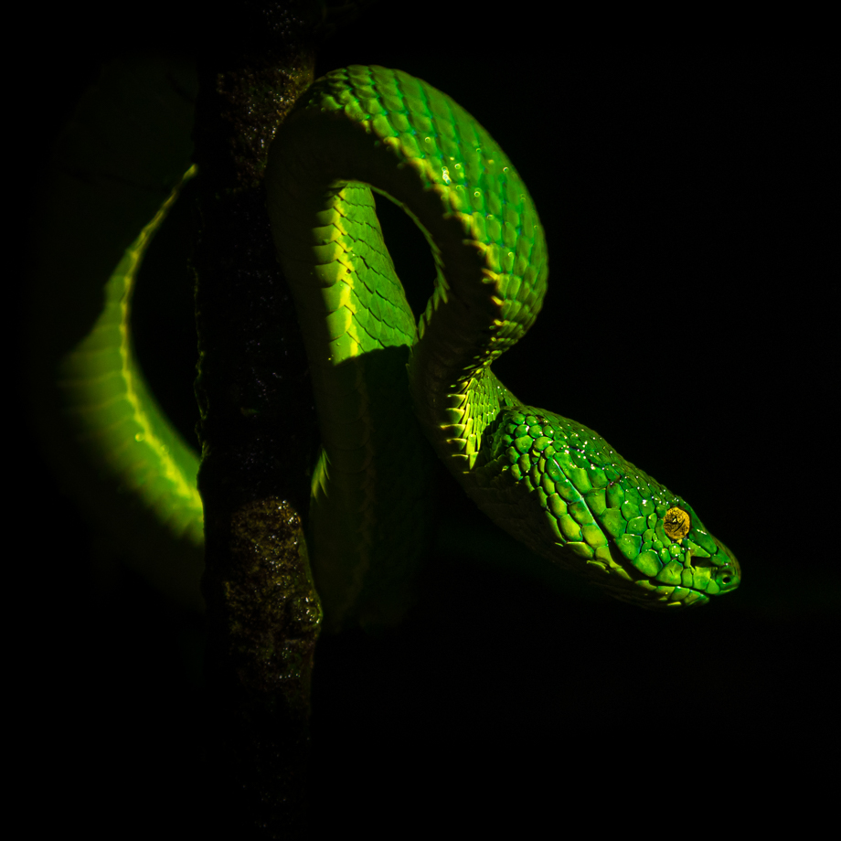 Lora verde velenosa