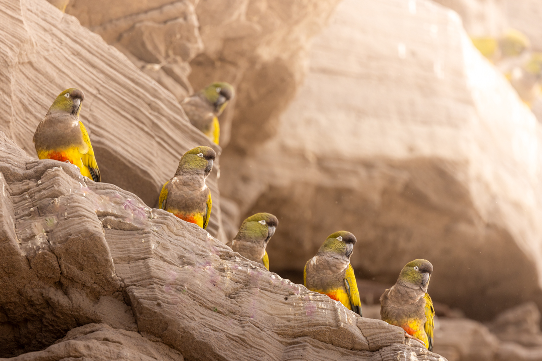 loro barranquero