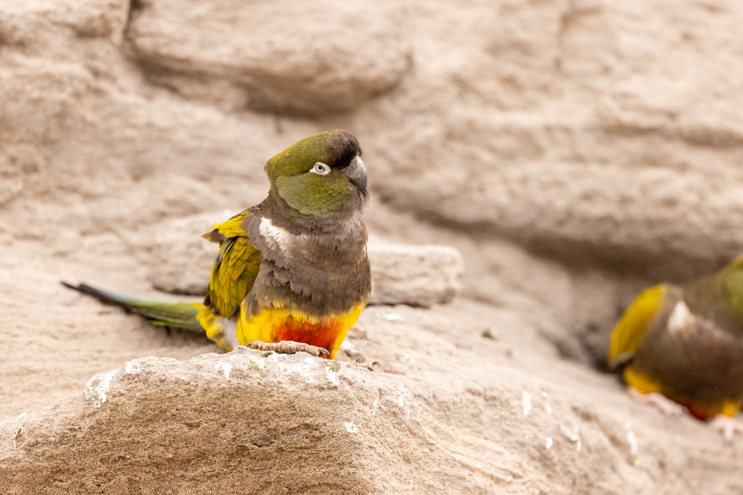 loro barranquero