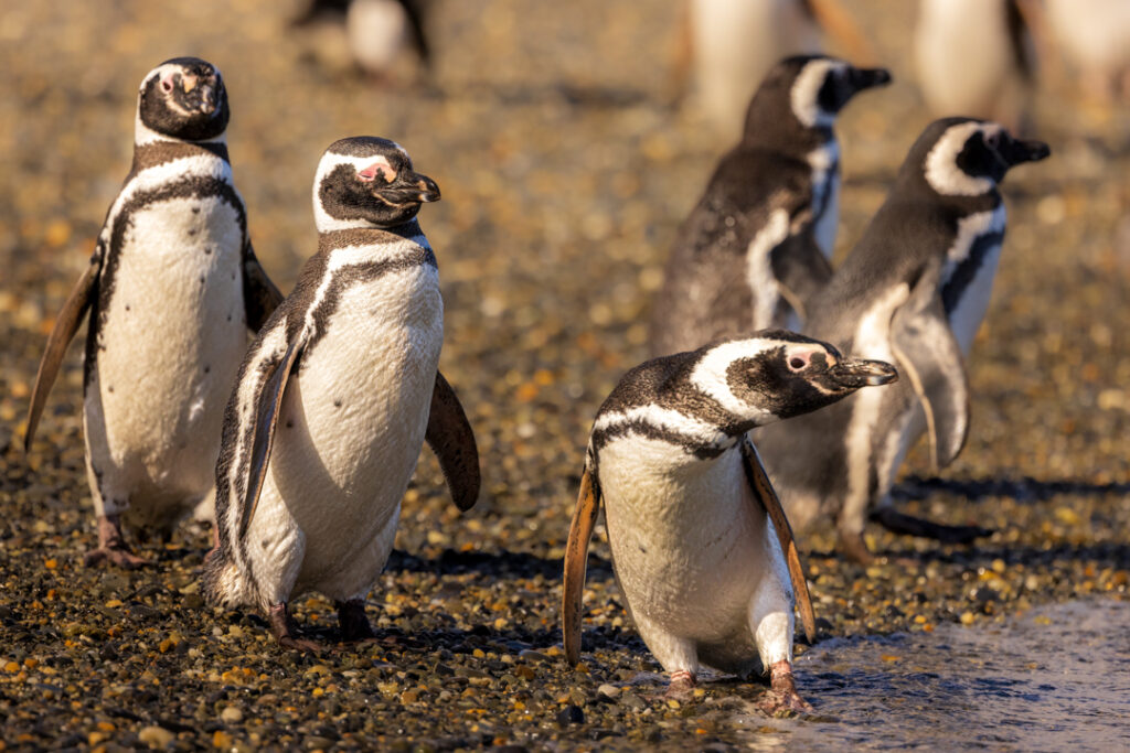 Magallanes penguin colony