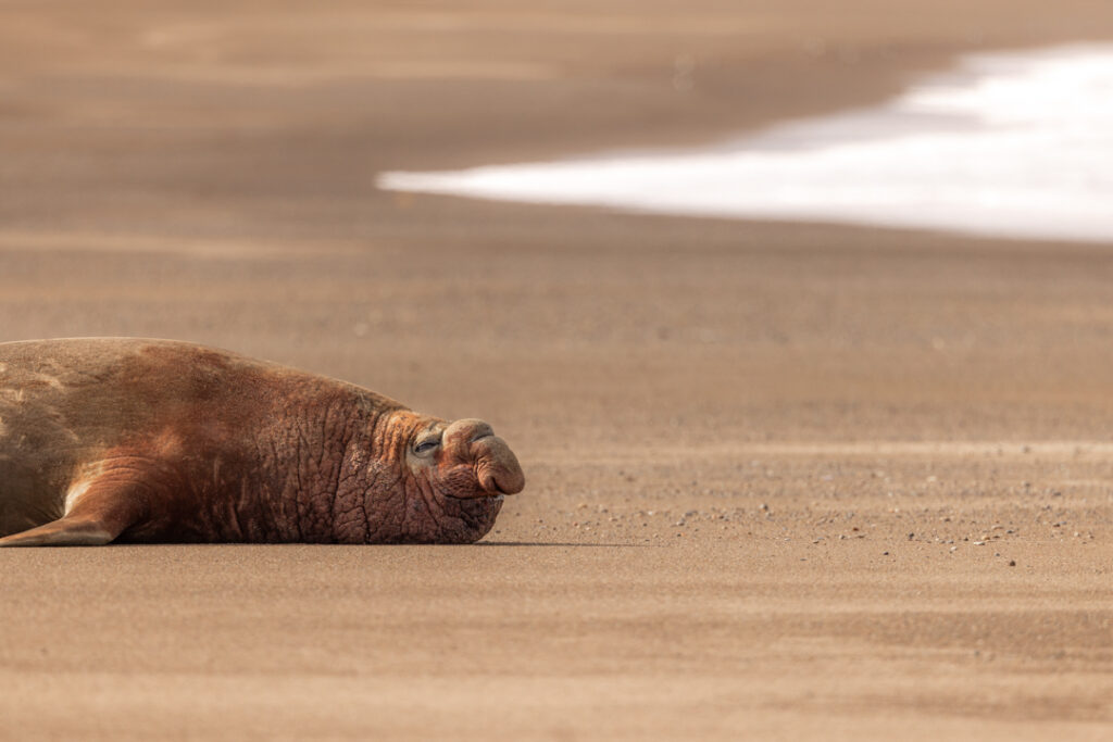 Male sea elephant