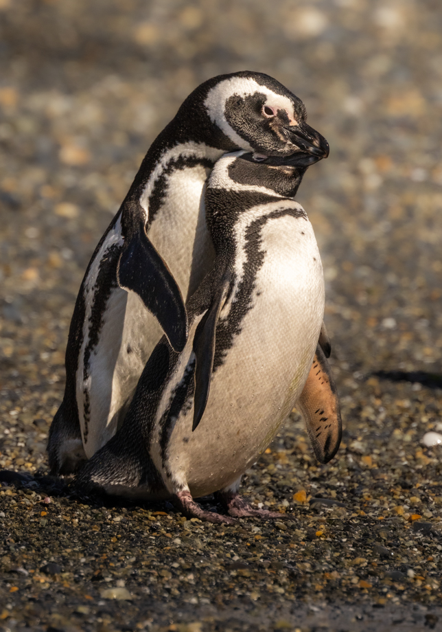 Mating penguins