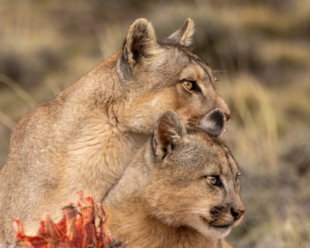 Mum and cub 2