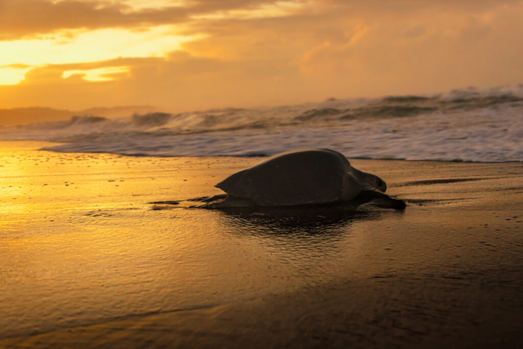 Mumy turtle