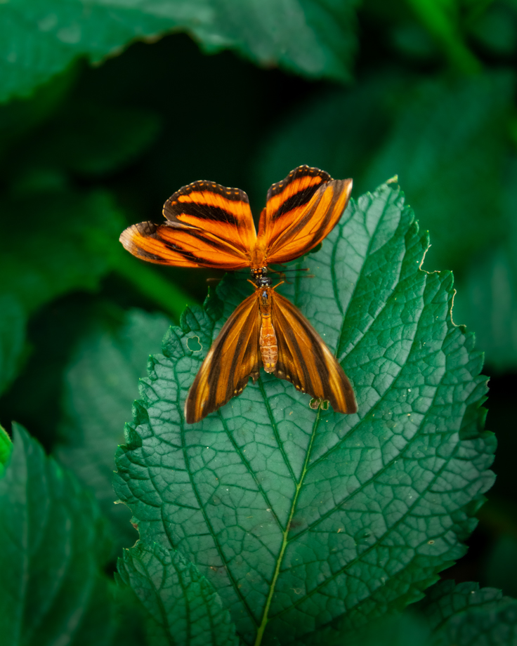 Orange butterflies