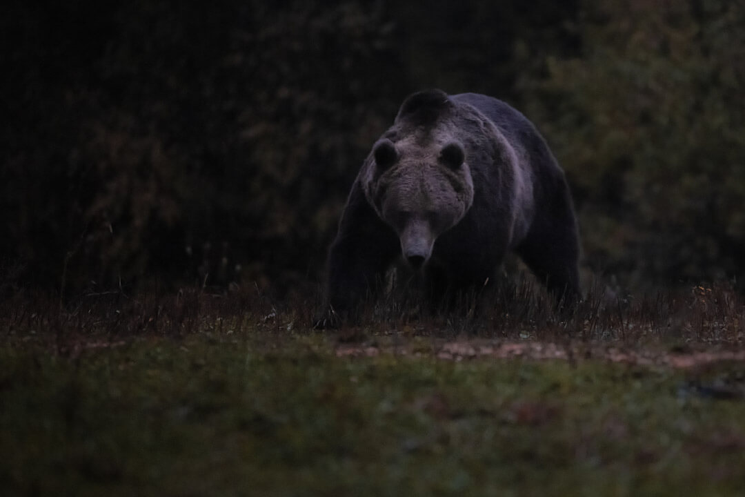 Orso Maschio Frontale