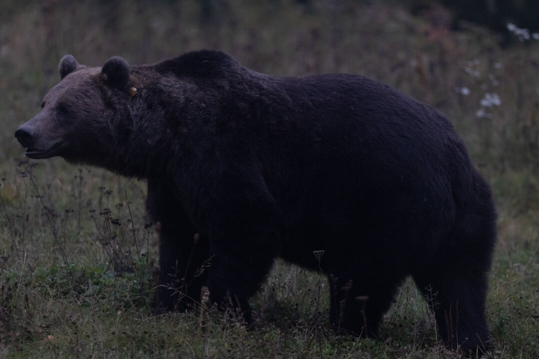 Orso Maschio Romania