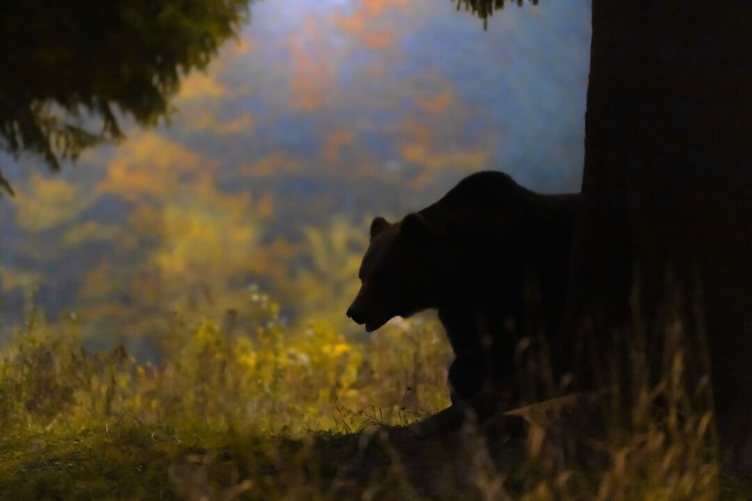 Silhouette Orso Maschio