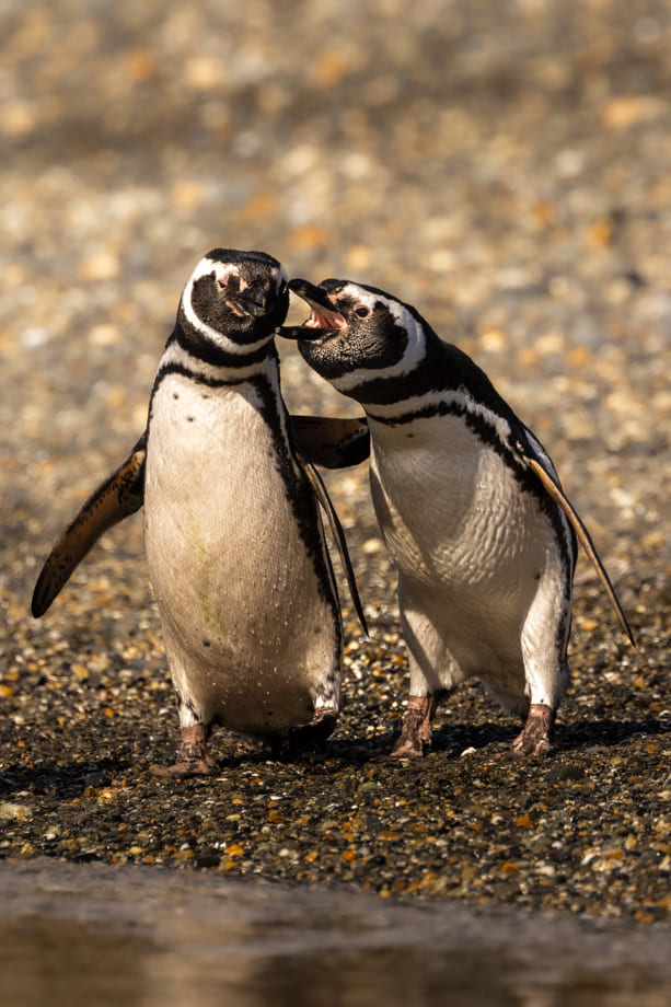 Pinguini