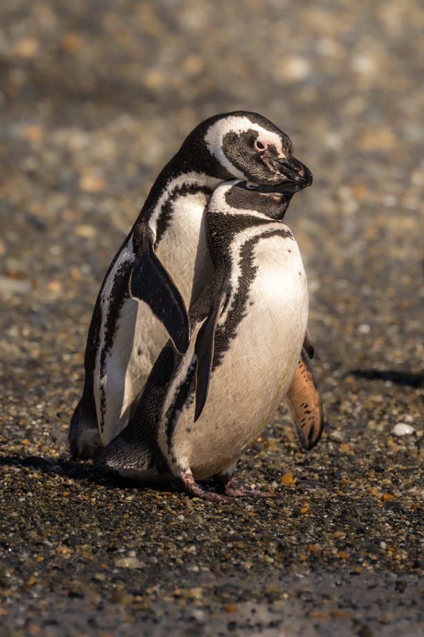 Pinguini