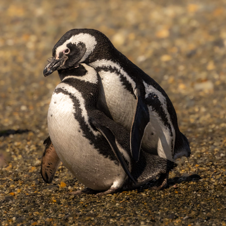 Pinguini