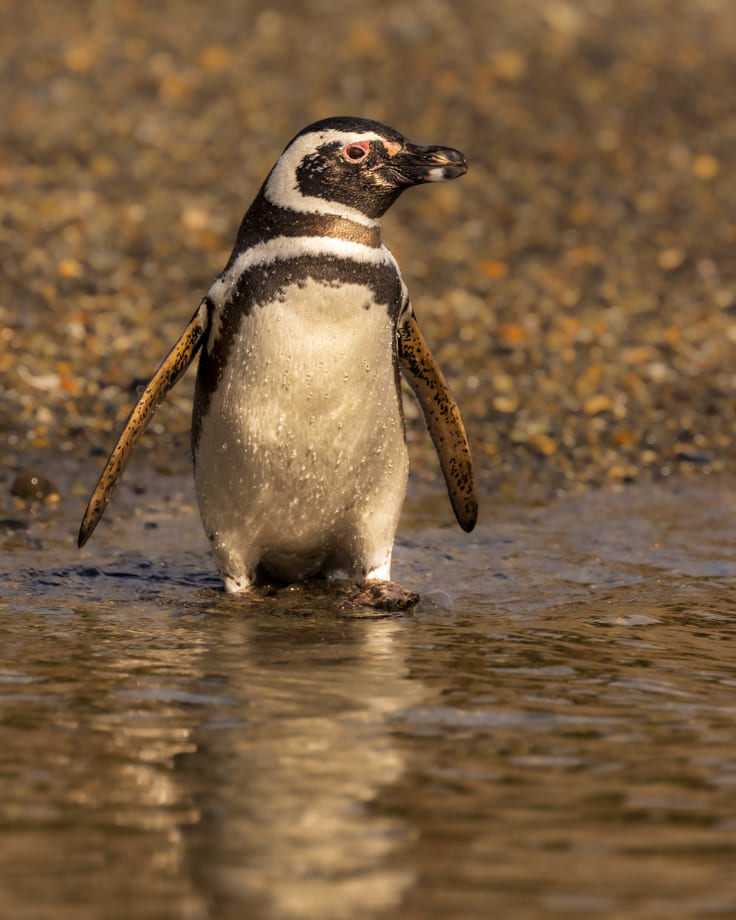 Pinguini
