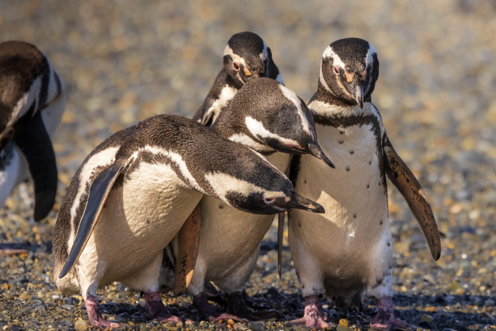 Pinguini di magellano argentina 2023