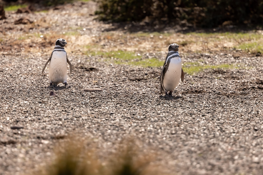 Pinguino di Magellano