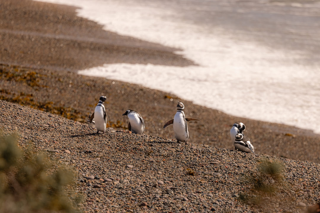 Pinguino di Magellano