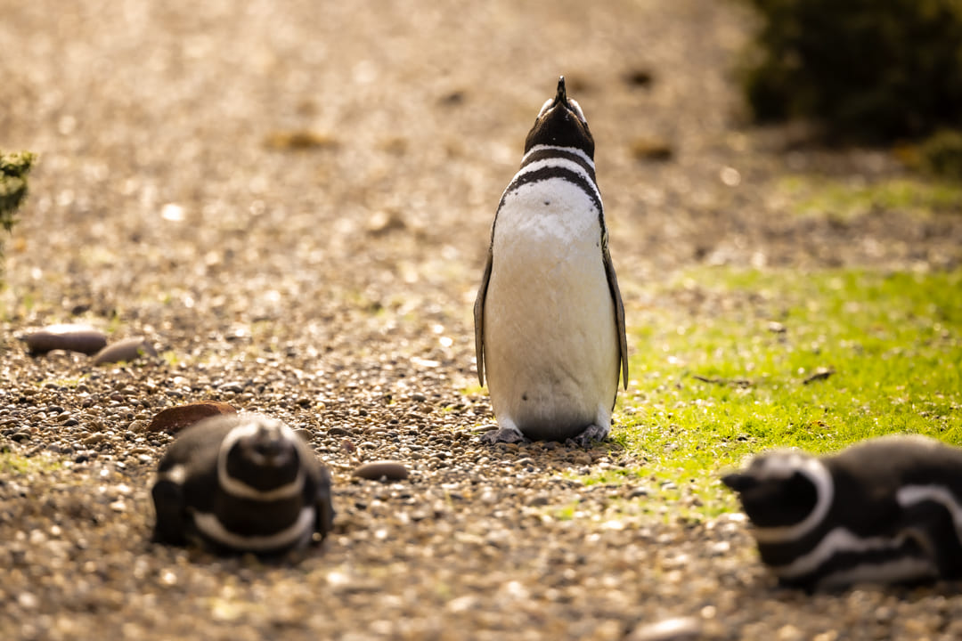Pinguino di Magellano