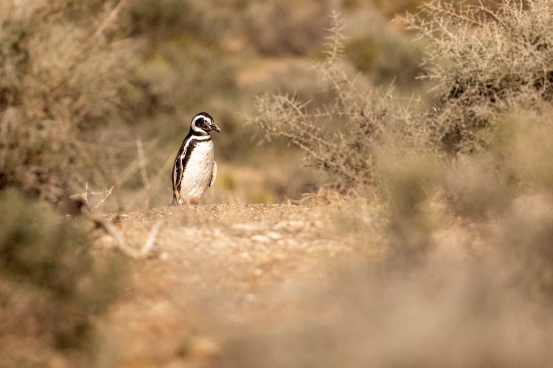 Pinguino di Magellano
