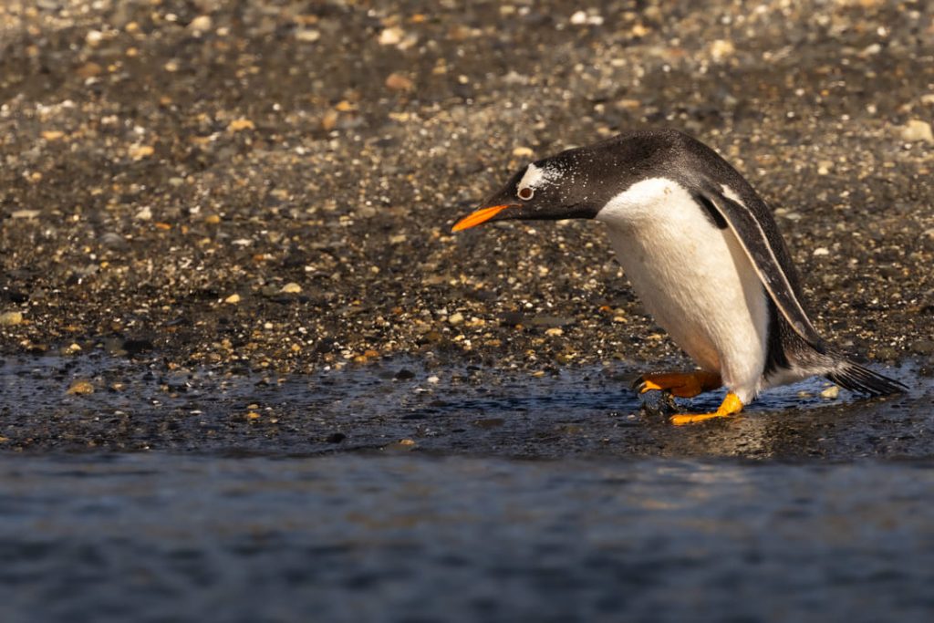 Pinguino Papua