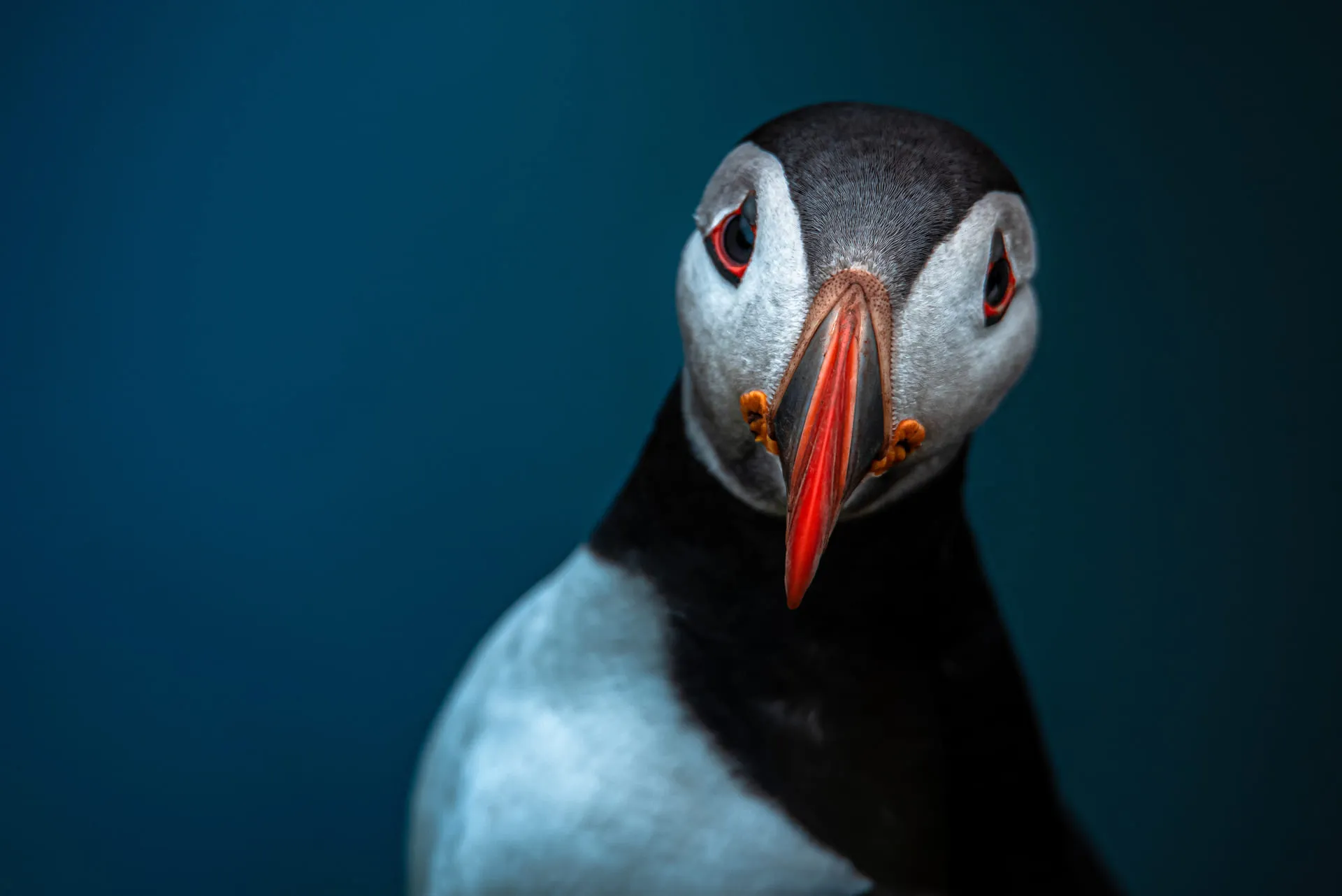 Limited Edition - Puffin Curioso