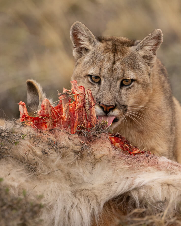 Puma Torres del Paine