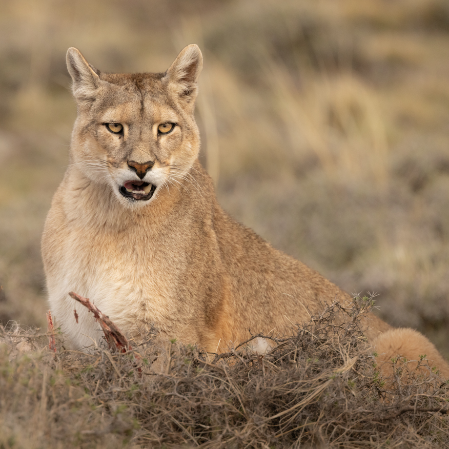 Puma squared
