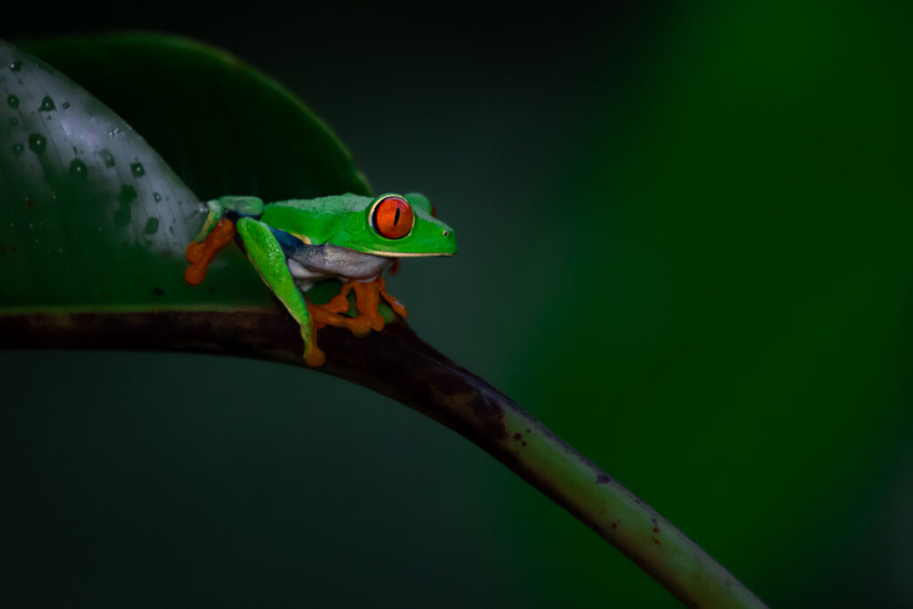 Red eye tree frog 2