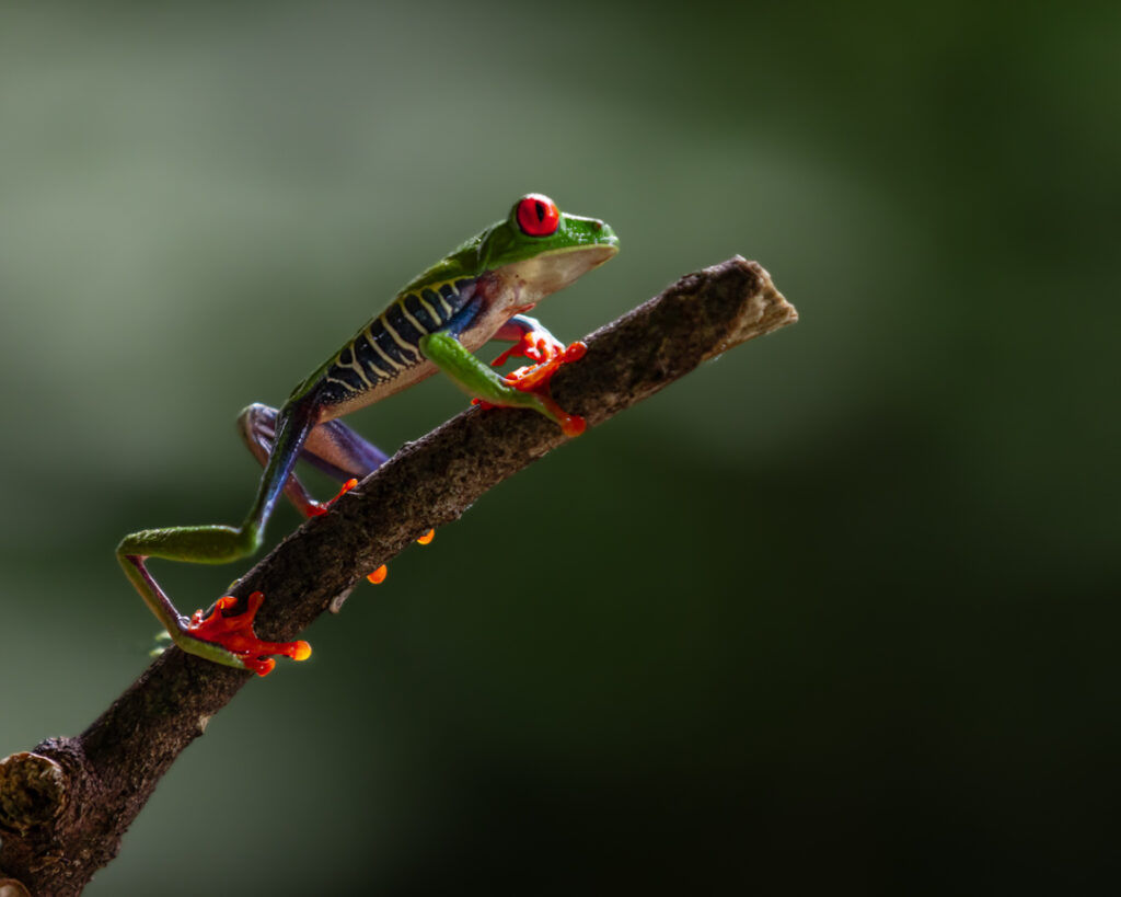 Red eyed frog 2
