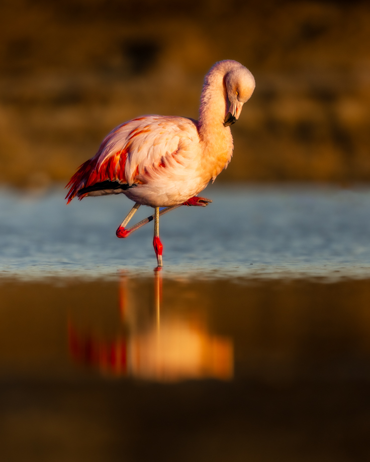 Reflections