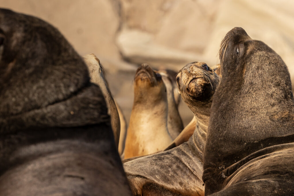 Sea lion colony