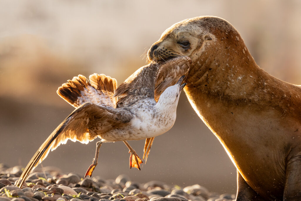Sea lion interacting with a seagull