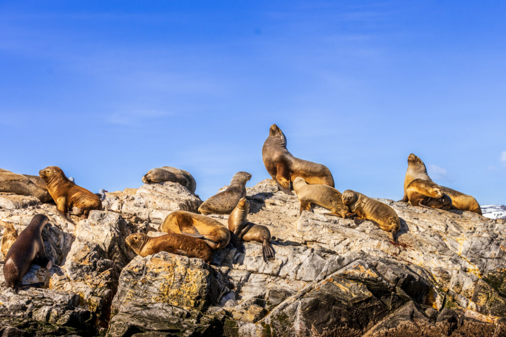 Sea lions under the sun